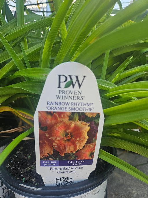 Hemerocallis Orange Smoothie 17cm Daylily