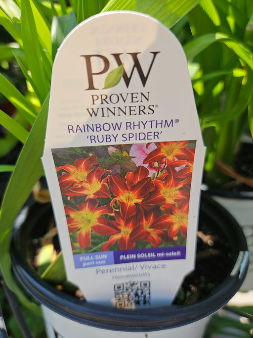 Hemerocallis Ruby Spider 17cm Daylily
