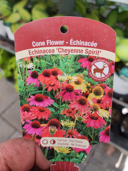 Echinacea Cheyenne Spirit #1