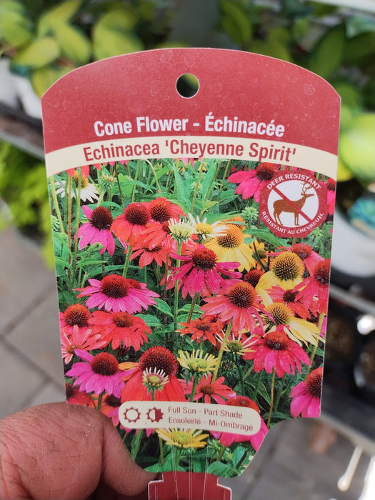 Echinacea Cheyenne Spirit #1