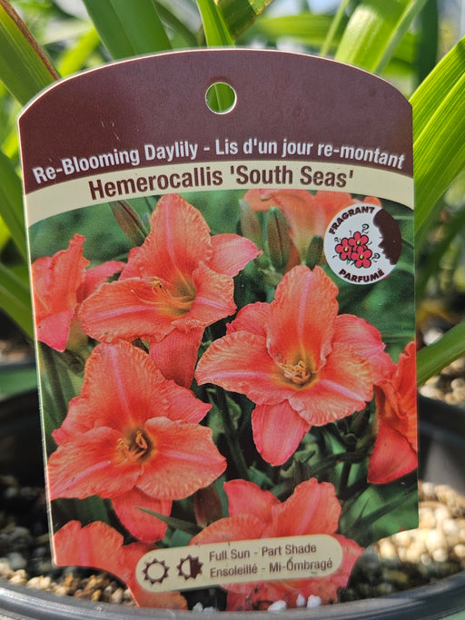 Hemerocallis South Seas 15cm