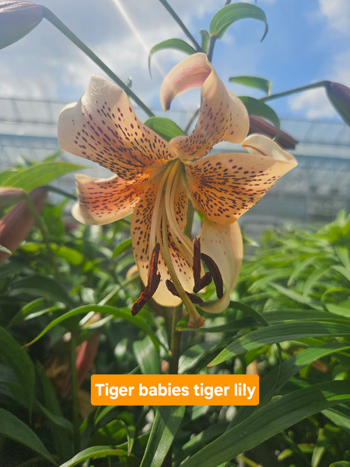 Lily Tiger Tiger Babies 15cm