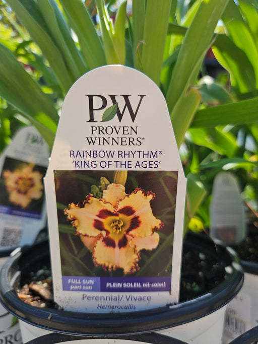 Hemerocallis King of the Ages 17cm Daylily