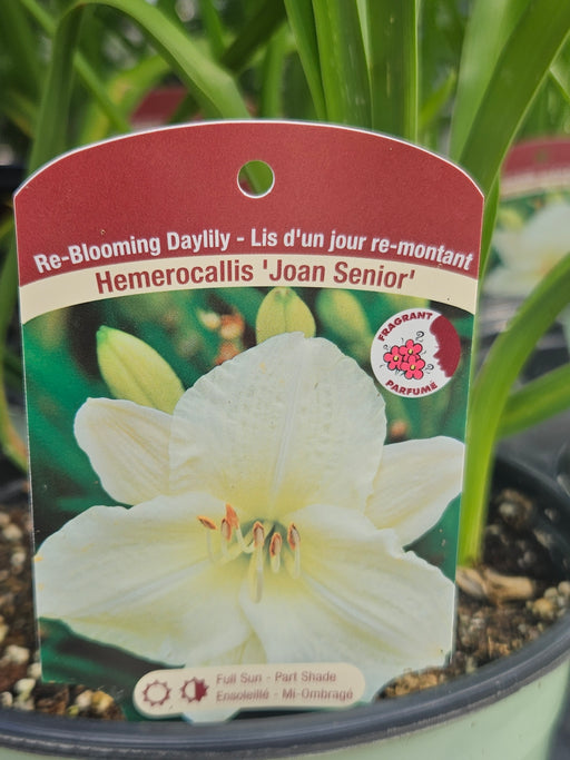 Hemerocallis Joan Senior 15cm Daylily