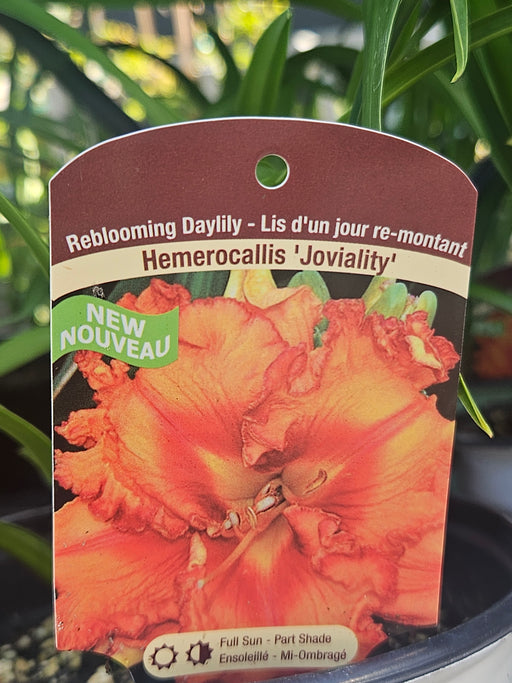 Hemerocallis Joviality 15cm Daylily