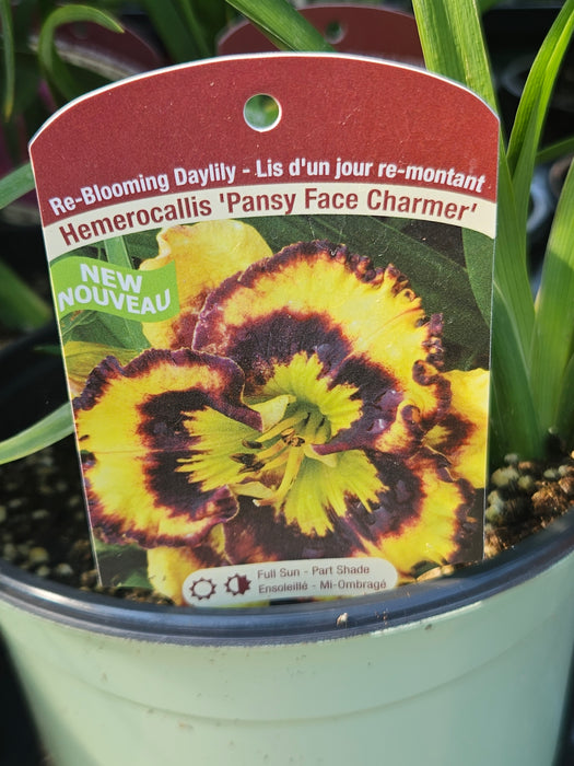 Hemerocallis Pansy Face Charmer 15cm Daylily