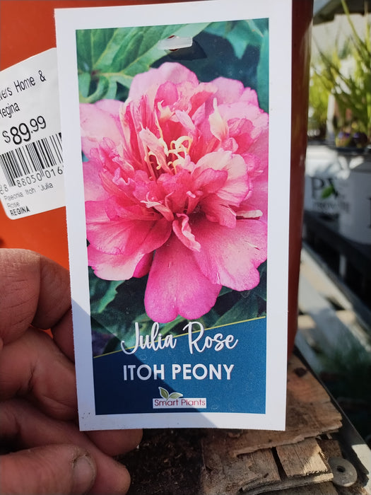 Peony Paeonia Itoh Julia Rose #2