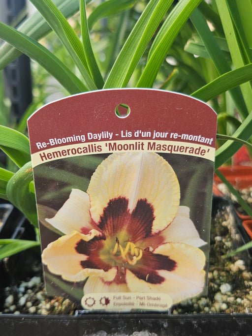 Hemerocallis Moonlit Masquerade 15cm Daylily