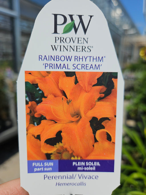 Hemerocallis Primal Scream 17cm Daylily