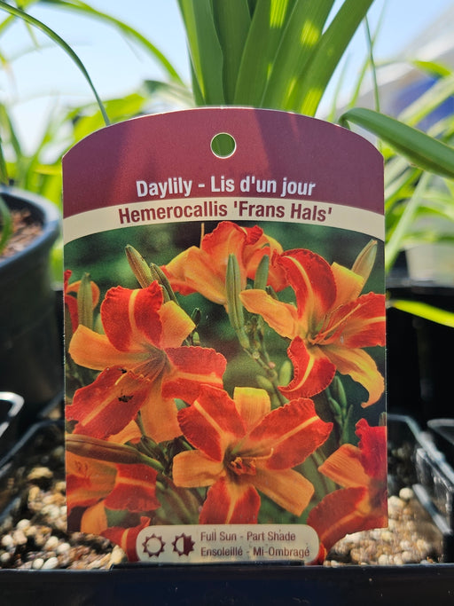Hemerocallis Frans Hals 15cm Daylily