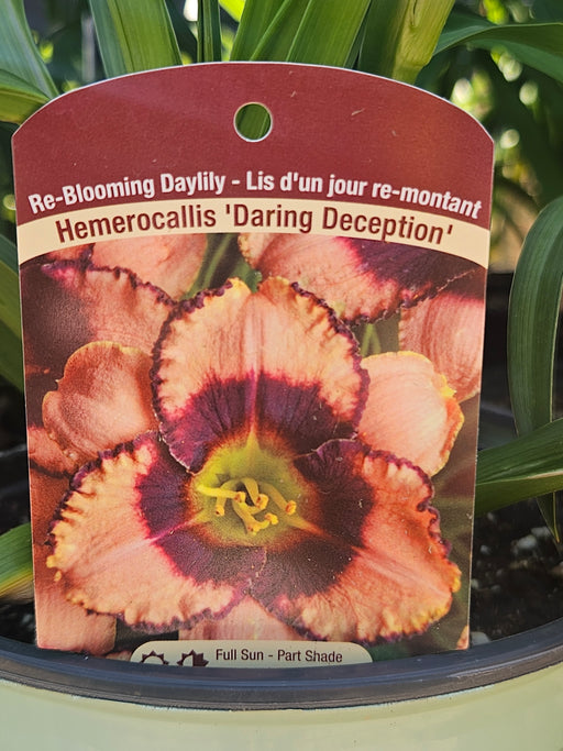 Hemerocallis Daring Deception