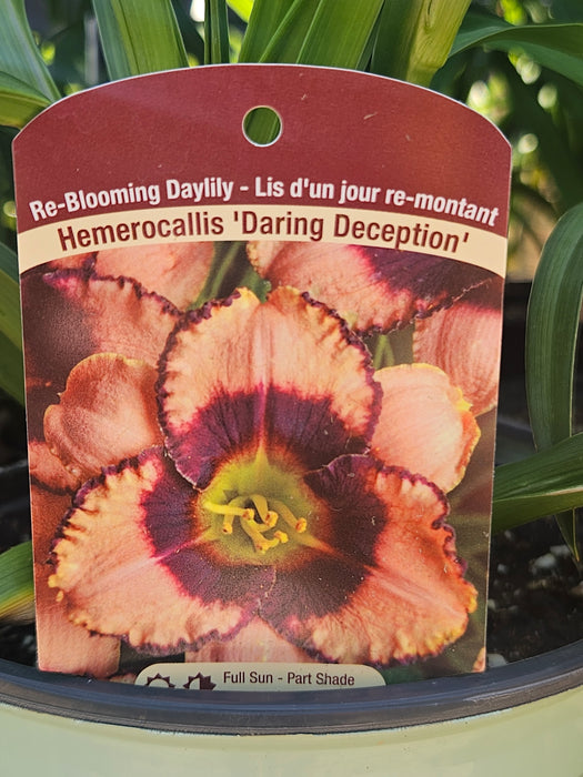 Hemerocallis Daring Deception