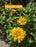 Heliopsis PW Tuscan Gold #1