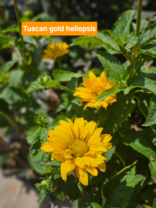 Heliopsis PW Tuscan Gold #1