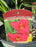 Hemerocallis Summer Wine 15cm Daylily