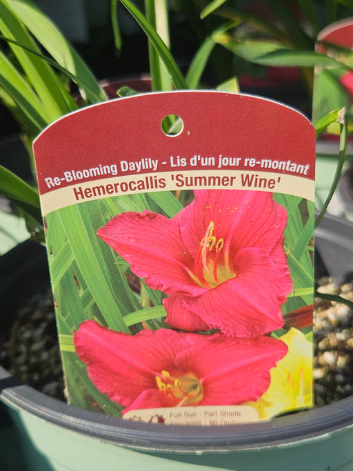 Hemerocallis Summer Wine 15cm Daylily