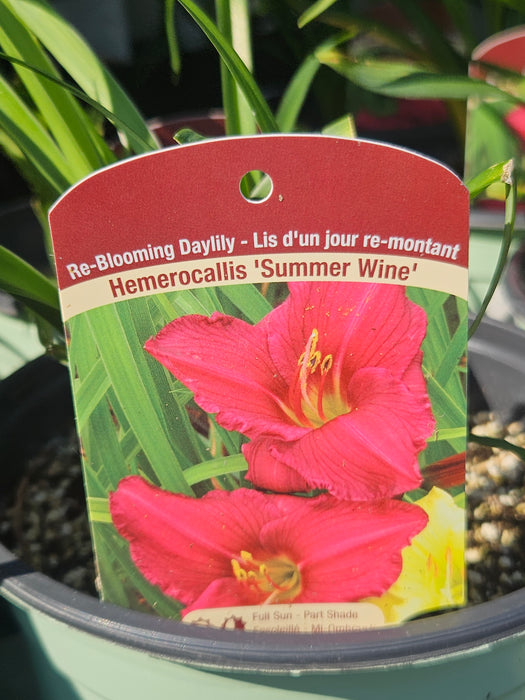 Hemerocallis Summer Wine 15cm Daylily