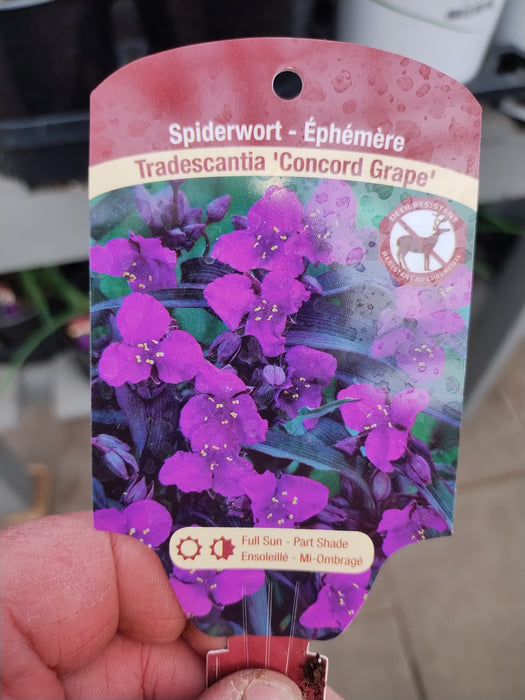 Tradescantia Concord Grape