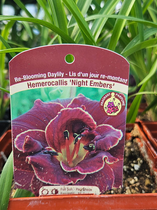 Hemerocallis Night Embers 15cm Daylily