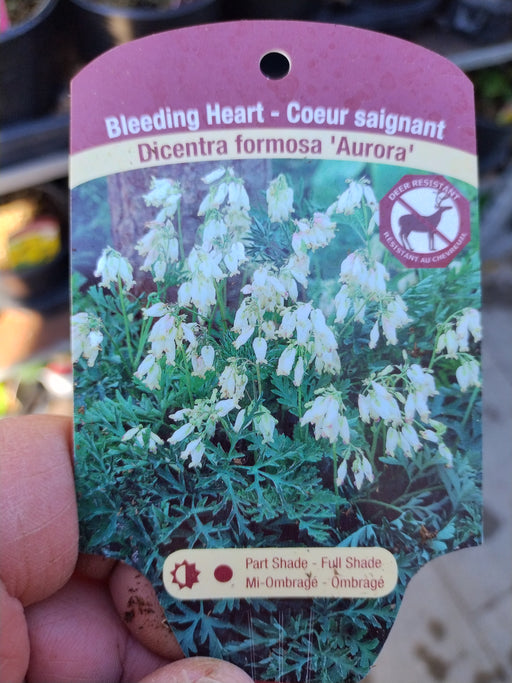 Dicentra Aurora (Bleeding Heart) #1