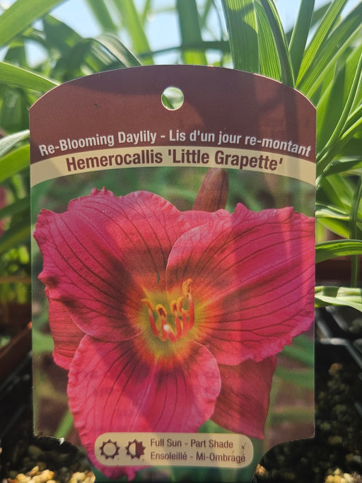 Hemerocallis Little Grapette 15cm Daylily