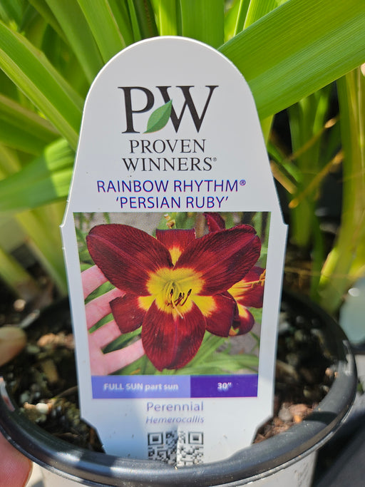 Hemerocallis Persian Ruby 17cm Daylily