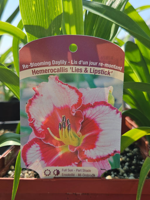 Hemerocallis Lies and Lipstick 15cm Daylily