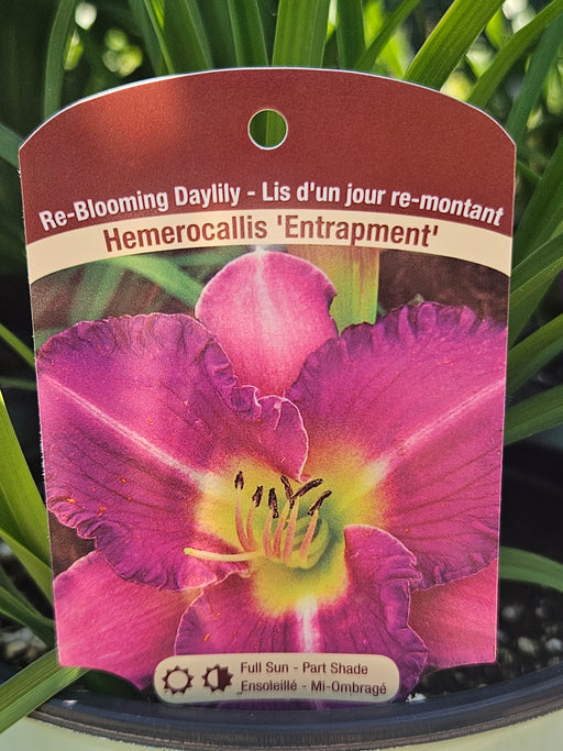 Hemerocallis Entrapment 15cm Daylily