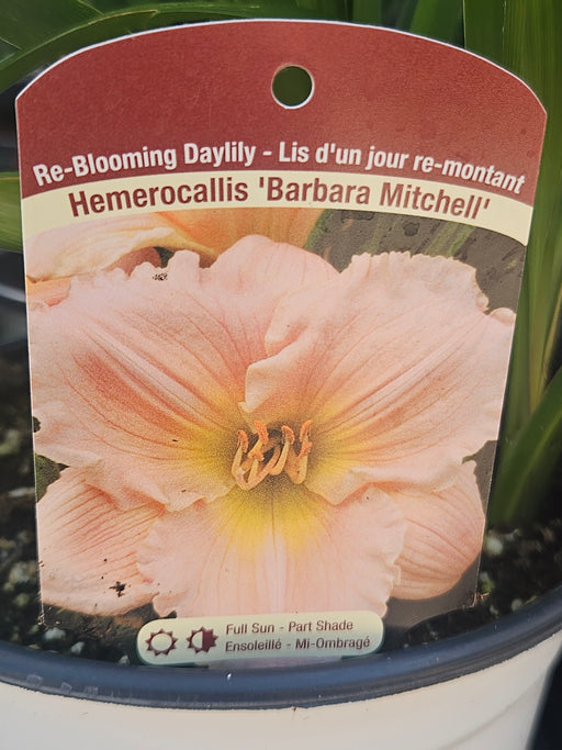 Hemerocallis Barbara Mitchell