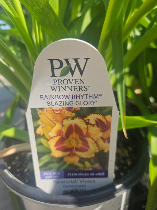 Hemerocallis Blazing Glory 17cm Daylily