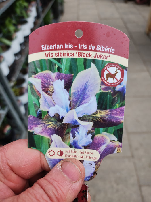 Iris siberian Black Joker 15cm