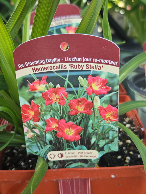 Hemerocallis Ruby Stella 15cm Daylily