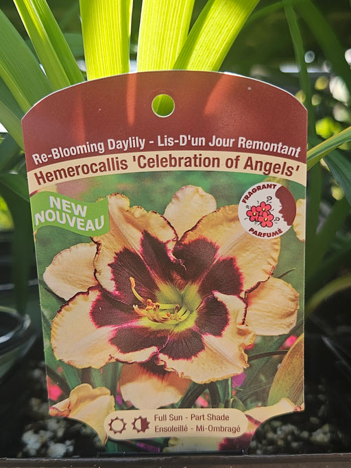 Hemerocallis Celebration of Angels Daylily