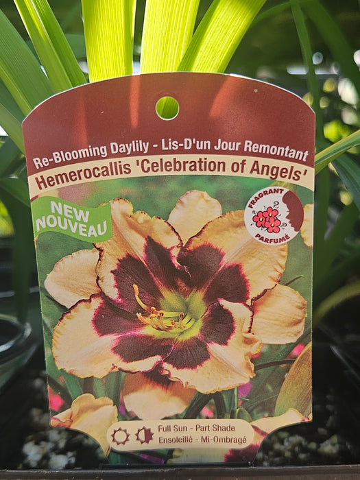 Hemerocallis Celebration of Angels Daylily