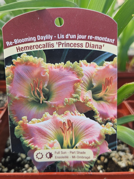 Hemerocallis Princess Diana