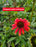 Echinacea Cheyenne Spirit #1