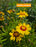 Coreopsis Sunkiss 9cm Tickseed