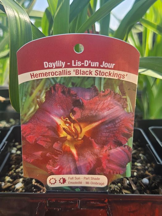 Hemerocallis Black Stockings Daylily