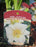 Hemerocallis White Temptation 15cm Daylily