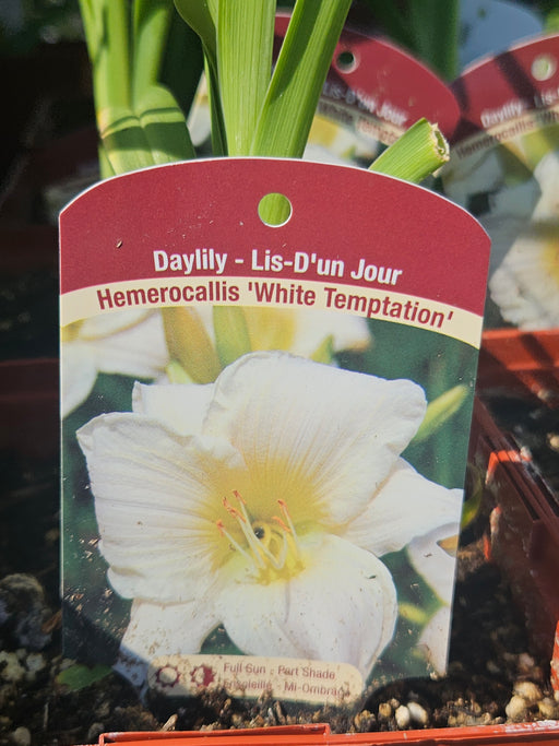 Hemerocallis White Temptation 15cm Daylily