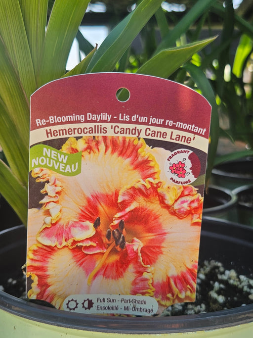 Hemerocallis Candy Cane Lane 15cm Daylily