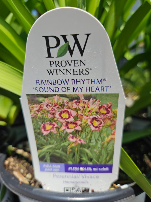 Hemerocallis Sound of My Heart 17cm Daylily