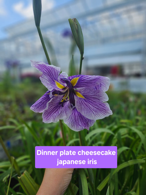 Iris DinnerPlate Cheesecake 15cm