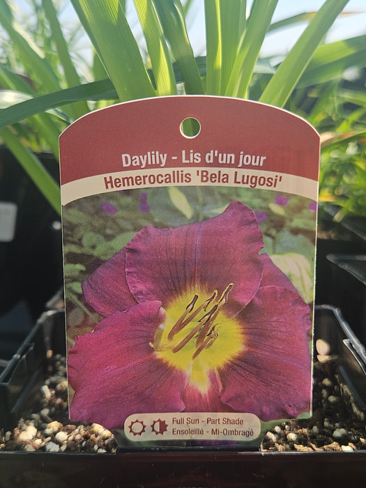 Hemerocallis Bela Lugosi 15cm Daylily