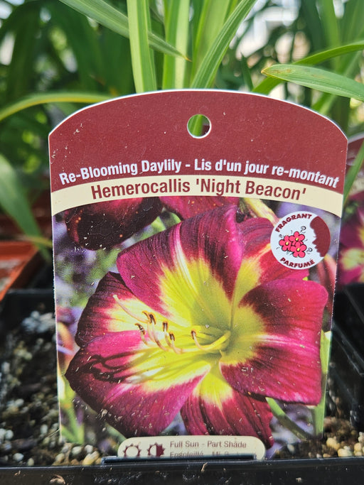 Hemerocallis Night Beacon 15cm