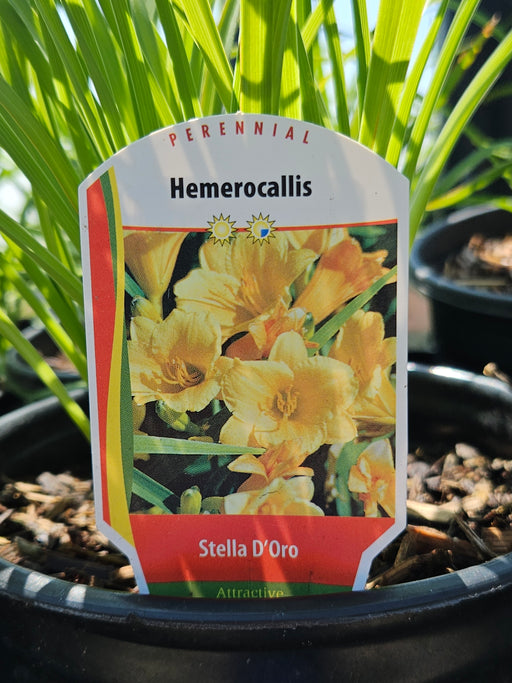 Hemerocallis Stella D'Oro 15cm