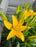 Lily Asiatic Tiny Bee 15cm