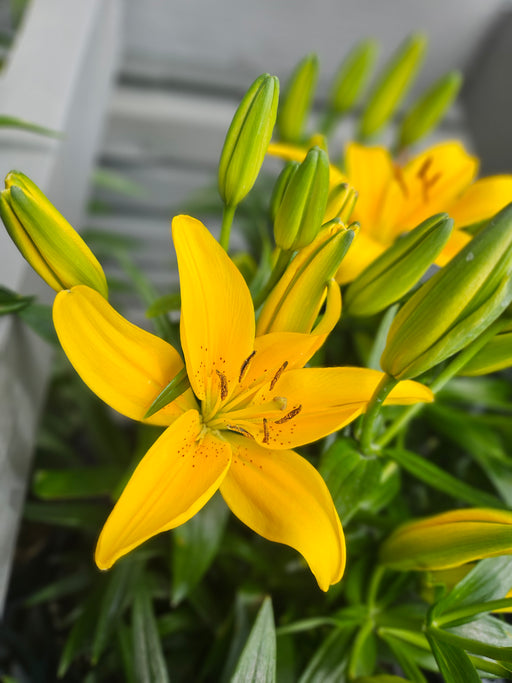 tiny bee asiatic lily Lily Asiatic Tiny Bee 15cm — Dutch Growers Regina