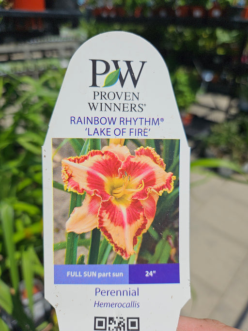 Hemerocallis Lake of Fire 17cm Daylily