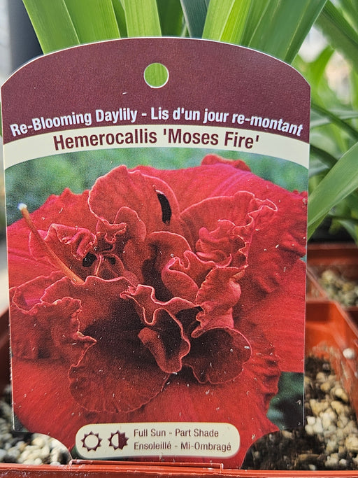 Hemerocallis Moses Fire 15cm Daylily